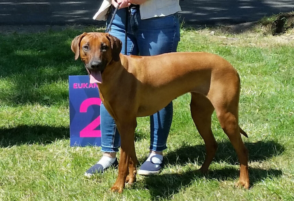 Unsere Rhodesian Ridgeback Hündin Jaliah